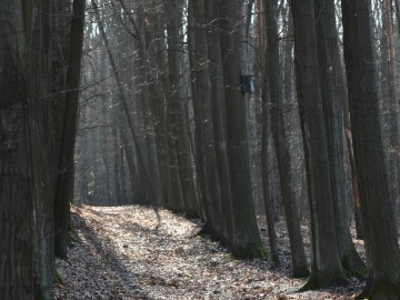 Czyszczenie budek lęgowych na terenie Parku Krajobrazowego Wzniesień Łódzkich, 